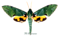 SPHINGIDAE