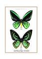 ARTPRINT  : Ornithoptera priamus admiralitatus