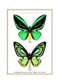 ARTPRINT  : Ornithoptera teucrus