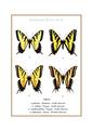 ARTPRINT  : Papilio mix N America