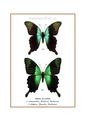 ARTPRINT  : Papilio peranthus