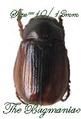 Dynastidae : Leucothyreus marginipennis