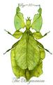 Phyllidae : Phyllium pulchrifolium